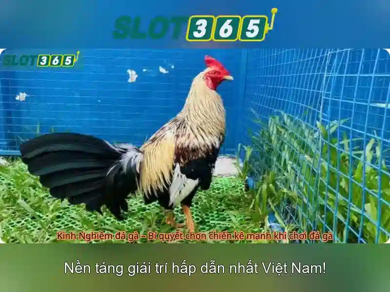 Trải Nghiệm Slot365 – Giao Diện Tối Ưu